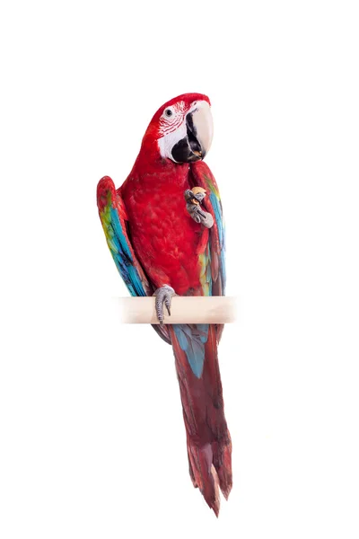 Guacamayo rojo y verde sobre fondo blanco — Foto de Stock