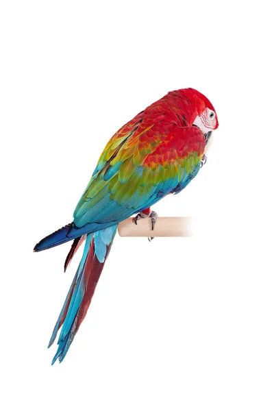 Red-and-green Macaw on white background — Stock Photo, Image