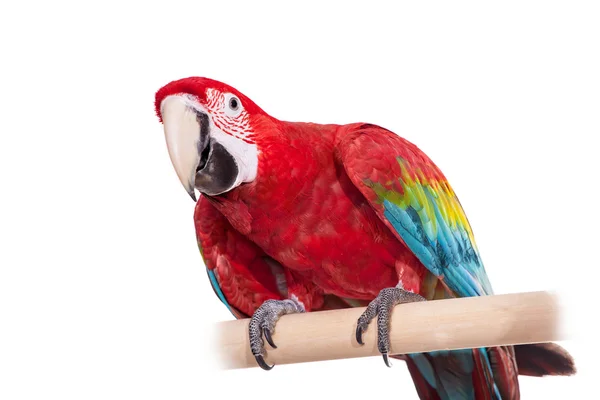 Red-and-green Macaw on white background — Stock Photo, Image