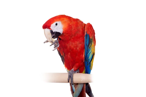 Dieprode macaws op de witte achtergrond — Stockfoto