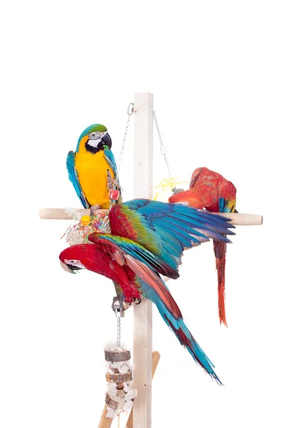 Red-and-green Macaw, Scarlet macaw, Blue and Yellow Macaw on white — Stock Photo, Image