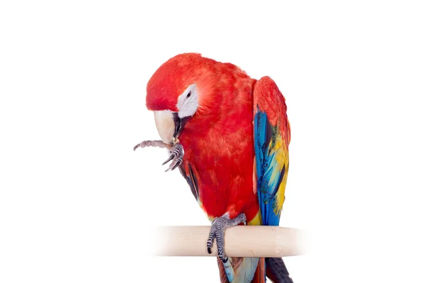 Dieprode macaws op de witte achtergrond — Stockfoto