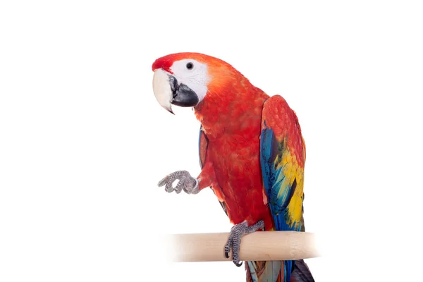 Scarlet macaws on the white background — Stock Photo, Image