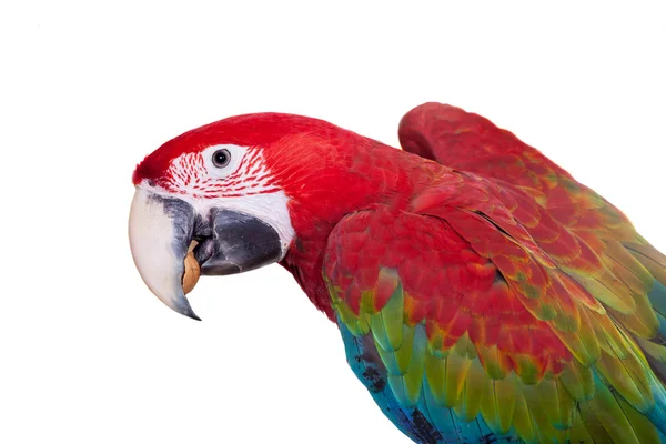 Red-and-green Macaw on white background — Stock Photo, Image