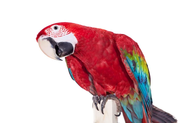 Red-and-green Macaw on white background — Stock Photo, Image