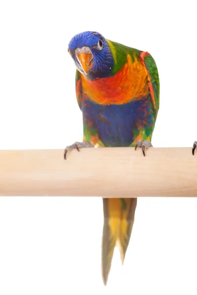 Lorikeet arcobaleno su sfondo bianco — Foto Stock