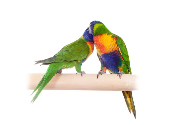 Rainbow Lorikeet被白色隔离 — 图库照片