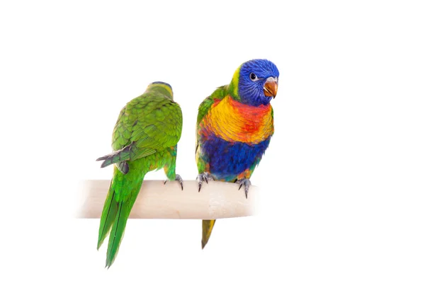 Rainbow Lorikeet被白色隔离 — 图库照片