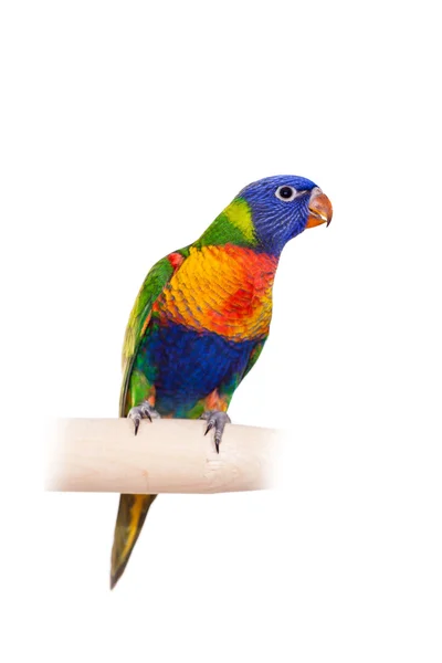 Regenbogen-Lorikeet auf weißem Hintergrund — Stockfoto