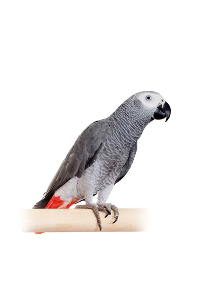 Beyaz izole Afrika gri papağanı — Stok fotoğraf