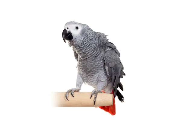 African Grey Parrot isolated on white — Stock Photo, Image