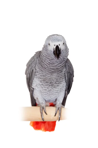 Papoušek šedý izolovaných na bílém — Stock fotografie