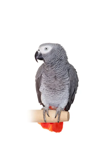 African Grey Parrot isolated on white — Stock Photo, Image