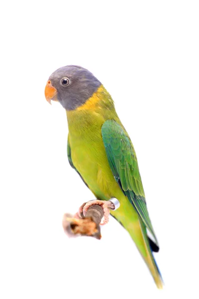 Female of plum-headed parakeet on white — Stock Photo, Image