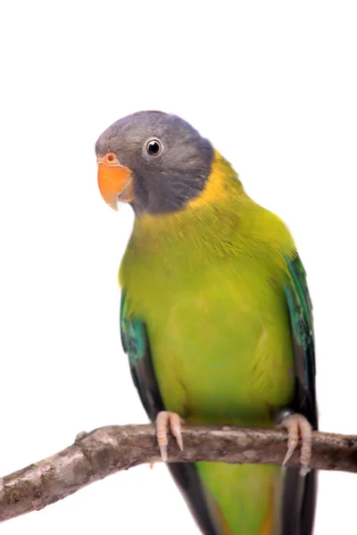 Female of plum-headed parakeet on white — Stock Photo, Image