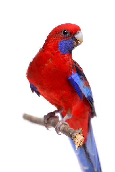 Rosella cremisi su bianco — Foto Stock