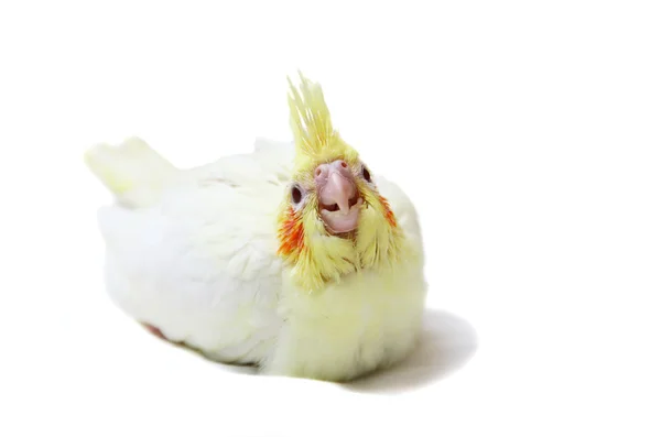Cockatiel parakeet μωρό σε λευκό — Φωτογραφία Αρχείου