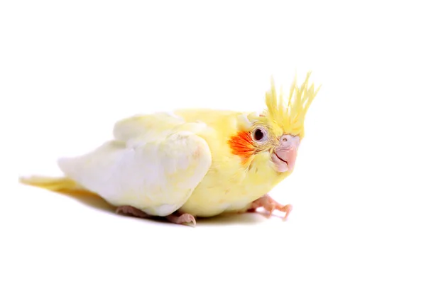 Cockatiel bambino pappagallo su bianco — Foto Stock