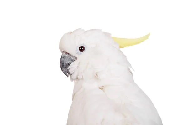 Сірка чубата какаду на білому — стокове фото
