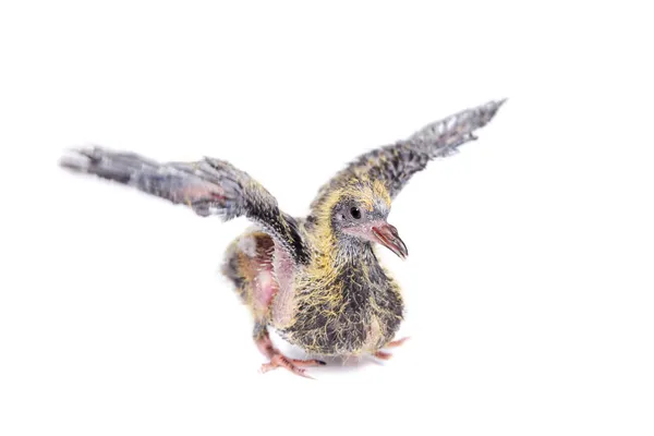 Pigeon bébé sur blanc — Photo