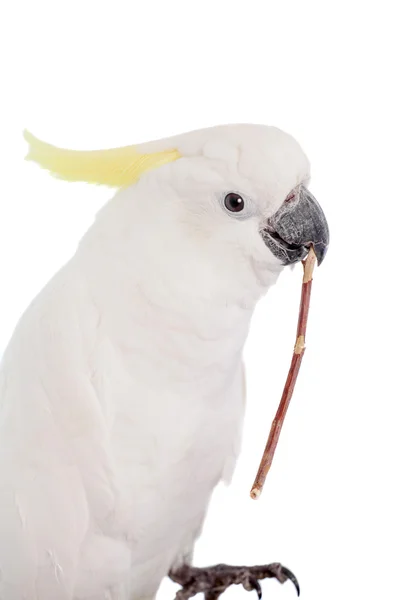 Cockatoo con cresta di zolfo su bianco — Foto Stock