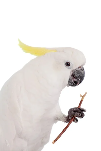 Siarki żółtolice Kakadu na biały — Zdjęcie stockowe