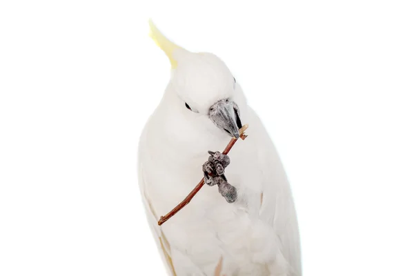 Cacatua de crista de enxofre em branco — Fotografia de Stock