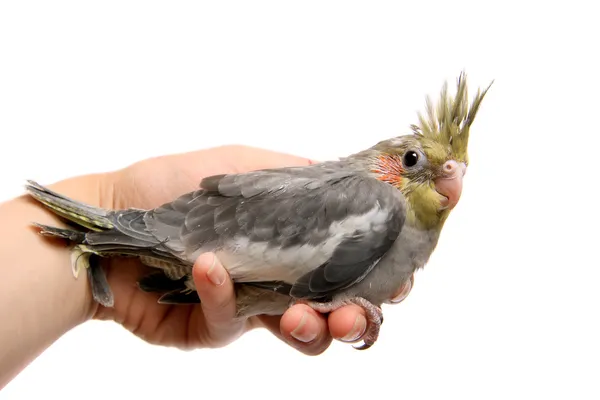 One cockatiel parakeet baby — Stock Photo, Image