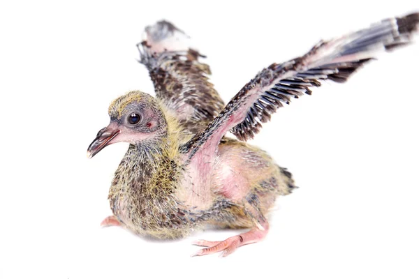 Baby pigeon on white — Stock Photo, Image