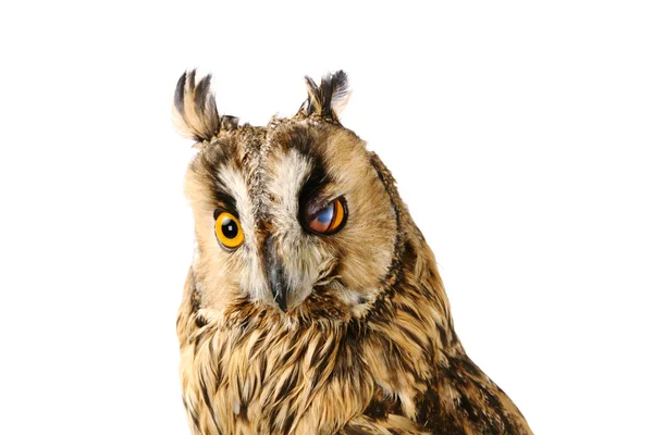 Long-eared Owl isolated on white — Stock Photo, Image