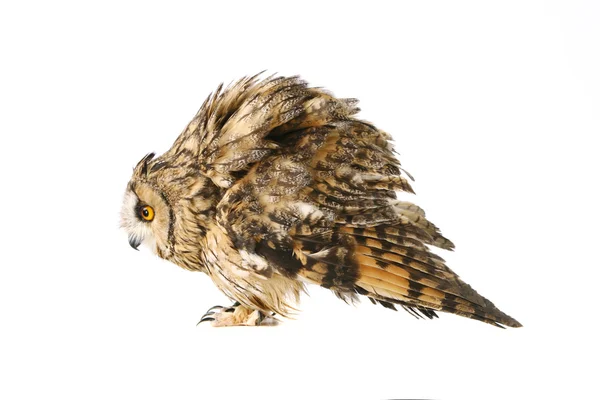 Long-eared Owl isolated on white — Stock Photo, Image