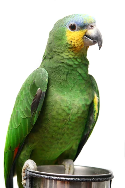 Venezuela Amazon parrot on white — Stock Photo, Image