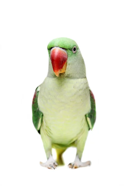 Big green ringed or Alexandrine parakeet on white — Stock Photo, Image