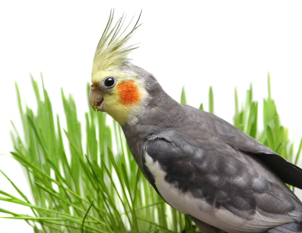 Cockatiel gris aislado con hierba verde —  Fotos de Stock