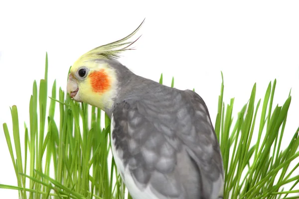 Cockatiel cinza isolado com grama verde — Fotografia de Stock