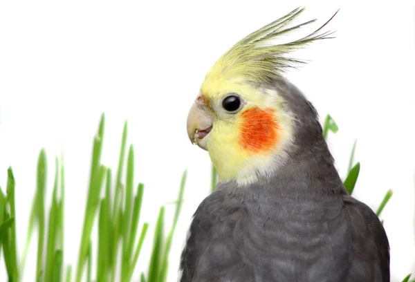 Grey Cockatiel Isolated with green grass — Stock Photo, Image