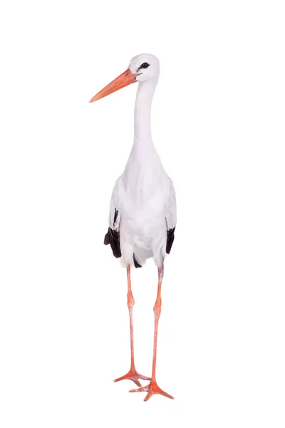 White Stork on white. — Stock Photo, Image