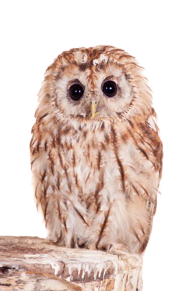 Tawny o Brown Owl isolato su bianco — Foto Stock