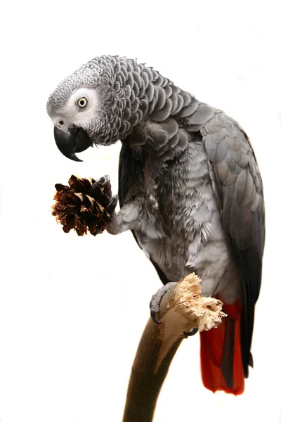 African Grey Parrot isolated on white — Stock Photo, Image