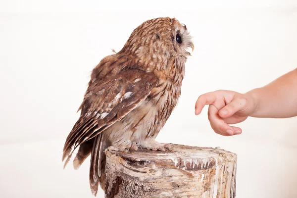 Tawny o Brown Owl isolato su bianco — Foto Stock