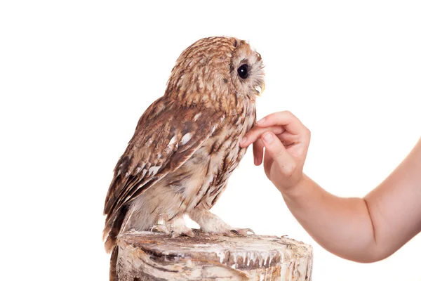 Tawny o Brown Owl isolato su bianco — Foto Stock