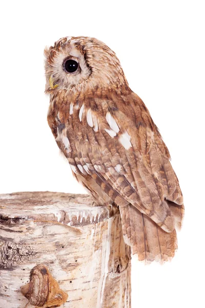 Tawny or Brown Owl isolated on white — Stock Photo, Image