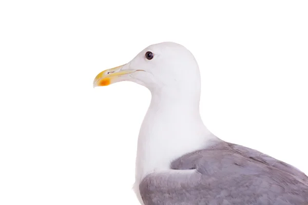 European Herring Gull, 2 years old, on white — Stock Photo, Image