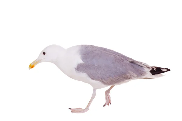 Europeiska herring gull, 2 år gammal, på vitt — Stockfoto