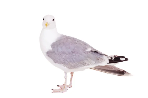 European Herring Gull, 2 anos, sobre branco — Fotografia de Stock
