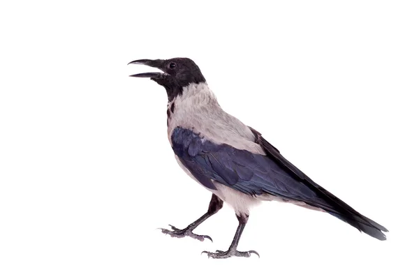 Hooded crow on white background — Stock Photo, Image