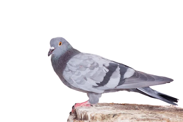 Rock Pigeon on white — Stock Photo, Image