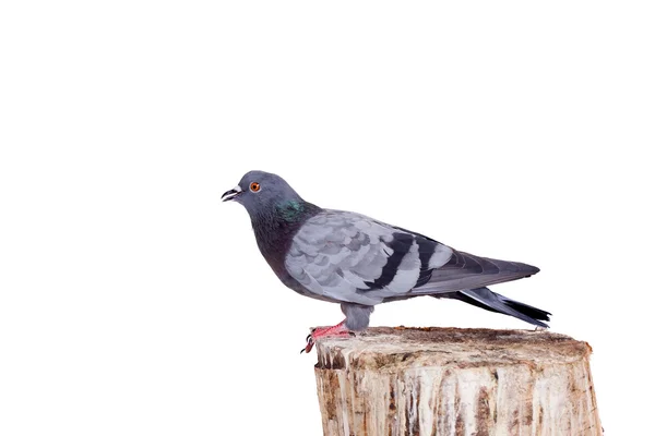 Pigeon rock na biały — Zdjęcie stockowe