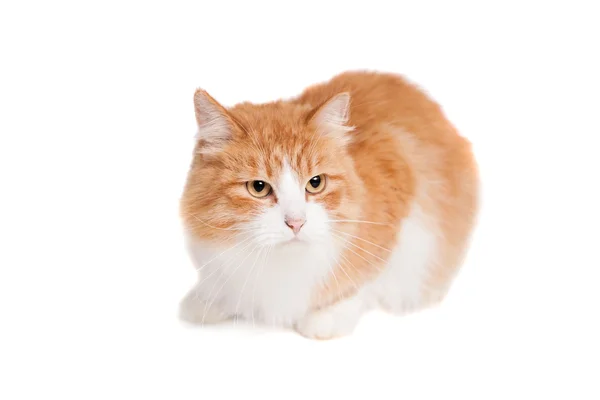 Ginger gatto di razza mista su bianco — Foto Stock