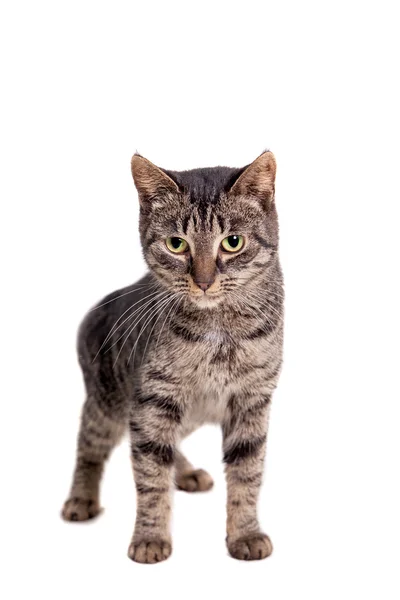 Ince yetişkin tekir kedi — Stok fotoğraf